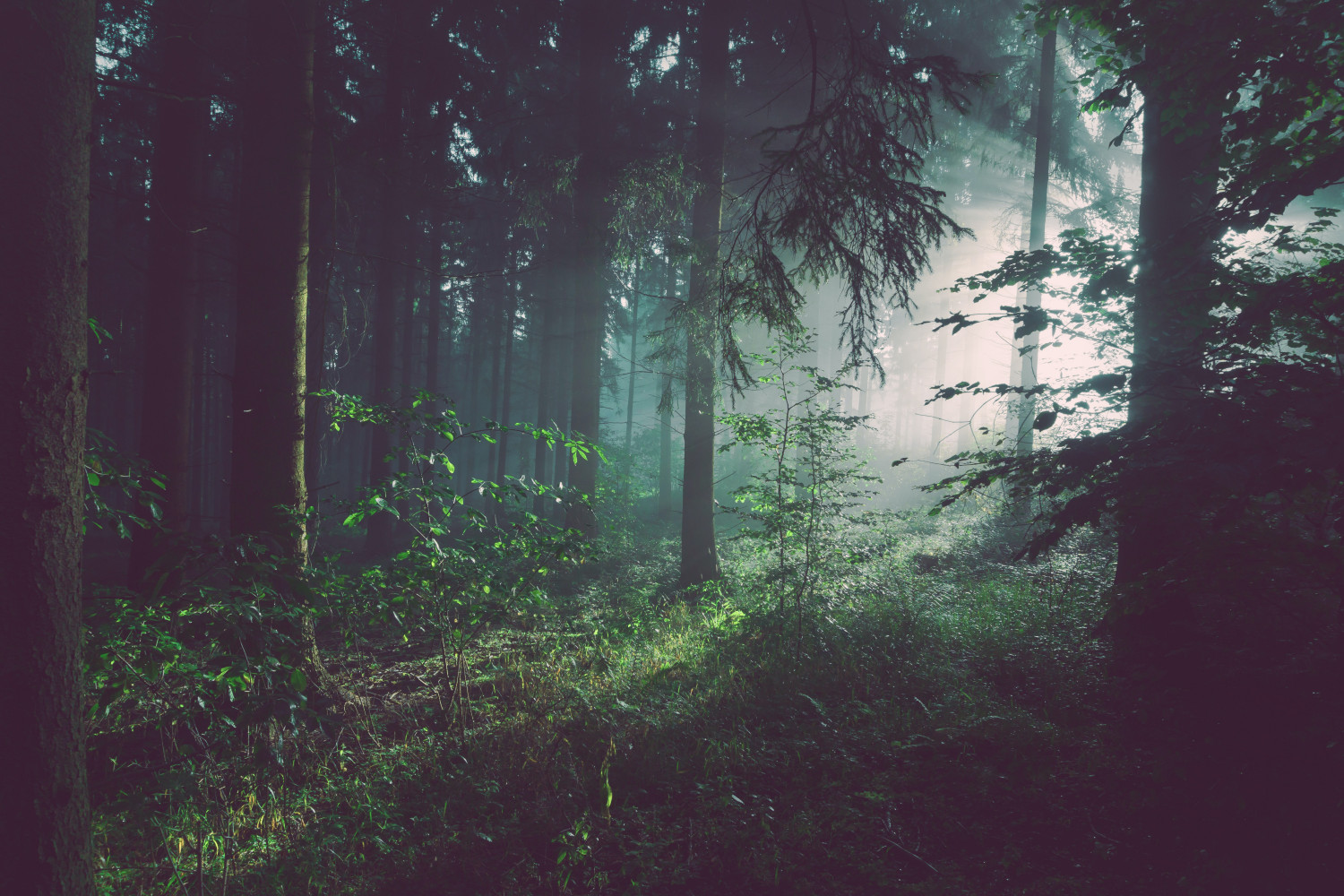 misty woodland 