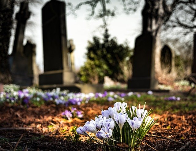 Spring flowers in a churchyard